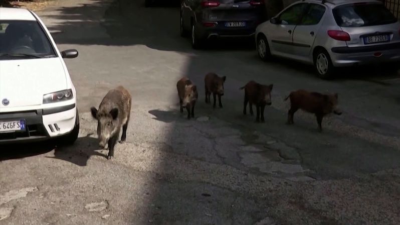 Řím terorizují divoká prasata